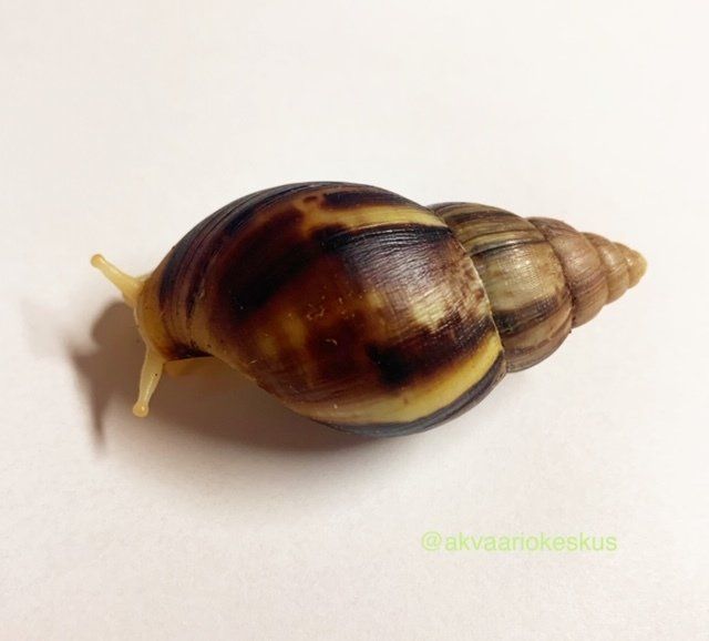 akaattikotilo kotilo white jade hoito ohje terraario