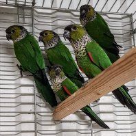 Pyrrhura rupicola inka-aratti