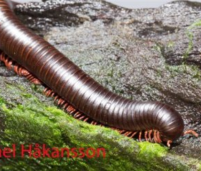 jättiläistuhatjalkainen