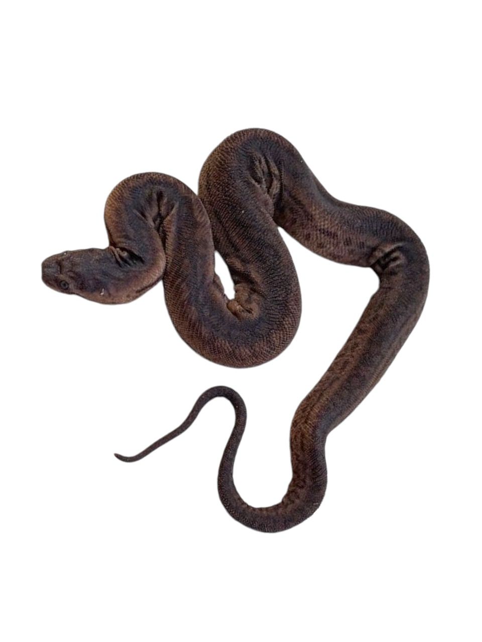 Acrochordus javanicus Jaavankäsnäkäärme