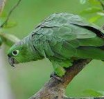 jauhoamazoni Amazona farinosa