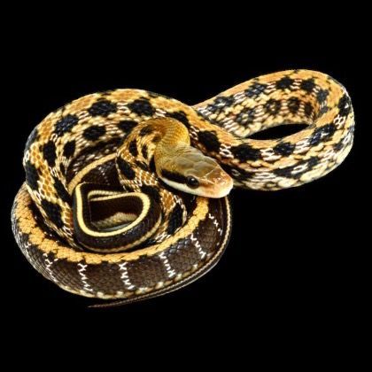 Juovahäntärottakäärme Orthriophis taeniurus