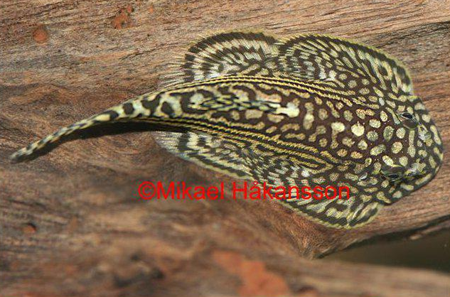 juovaperhosnuoliainen sewellia lineolata hinta