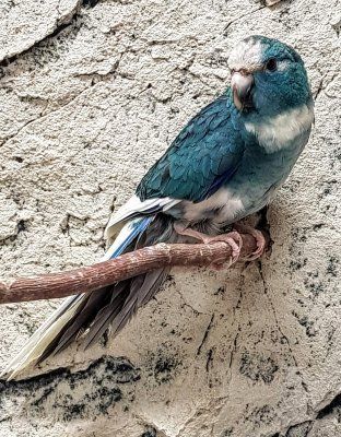 kakariki uudenseelanninviherkaija sininen