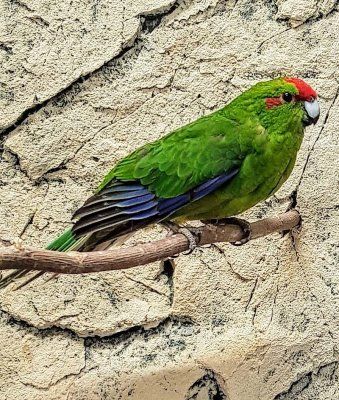 uudenseelanninviherkaija vihreä poikanen hinta myydään pori