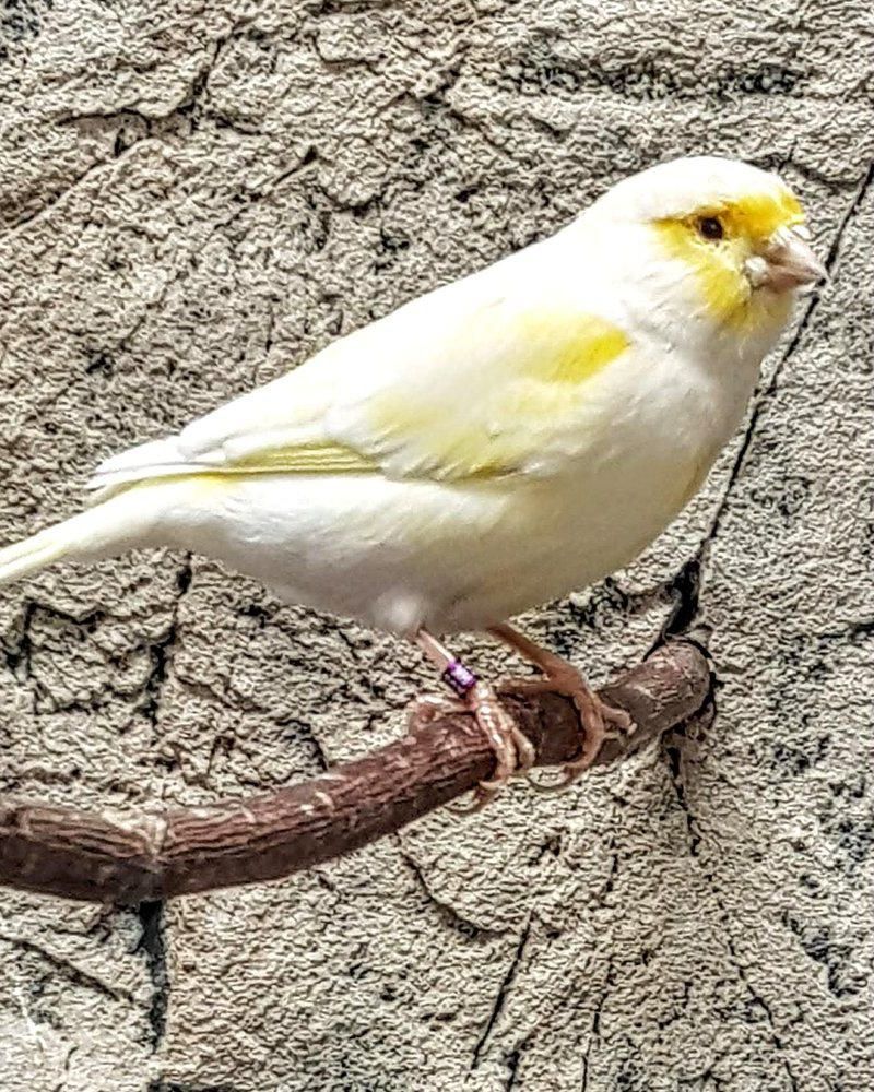 kanarialintu myydään ostetaan lintuja 