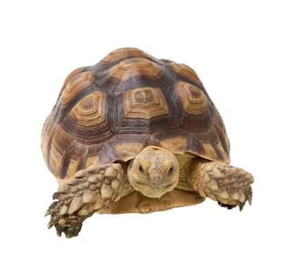 kannuskilpikonna maakilpikonna sulcata kilpikonna jätti african spurred tortoise