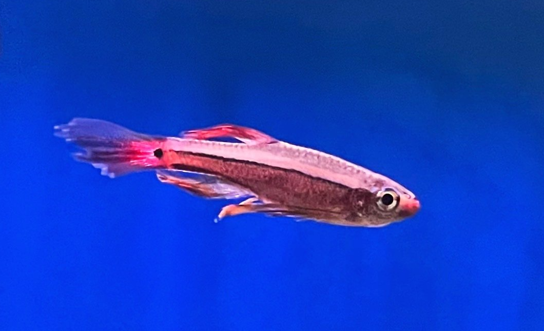 kardinaalikala huntu huntuevä hinta akvaariokauppa