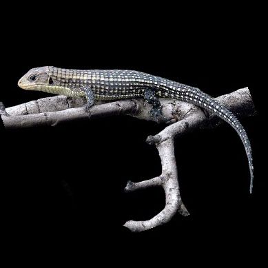 Karheakilpilisko Gerrhosaurus major