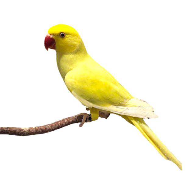 kauluskaija keltainen Psittacula krameri