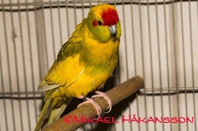 Cyanoramphus novaezelandiae  kakariki uudenseelanninviherkaija