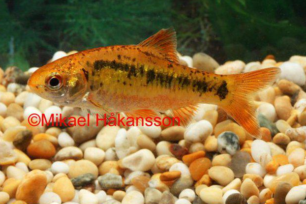 keltabarbi messinkibarbi puntius