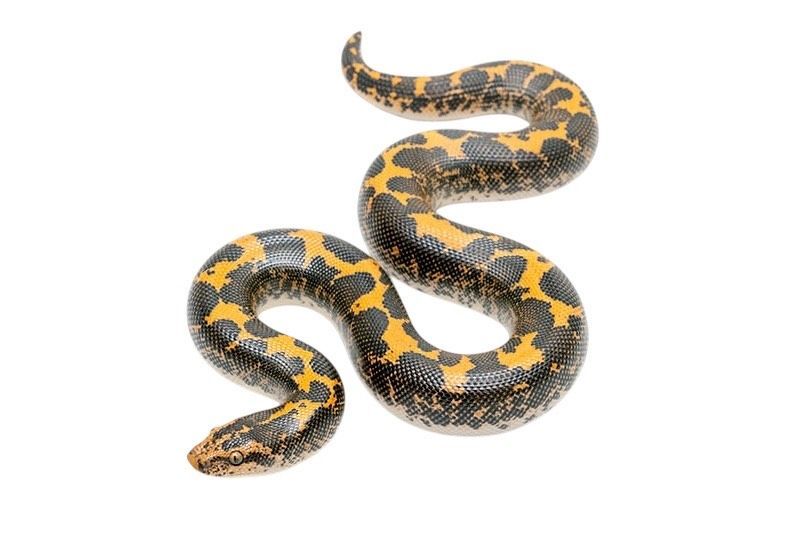 Gongylophis colubrinus Kenian hiekkaboa poikanen hinta pori kasvattaja suomesta terraario käärme matelijat