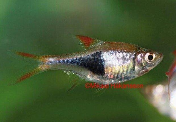 kiilakylki akvaariokala