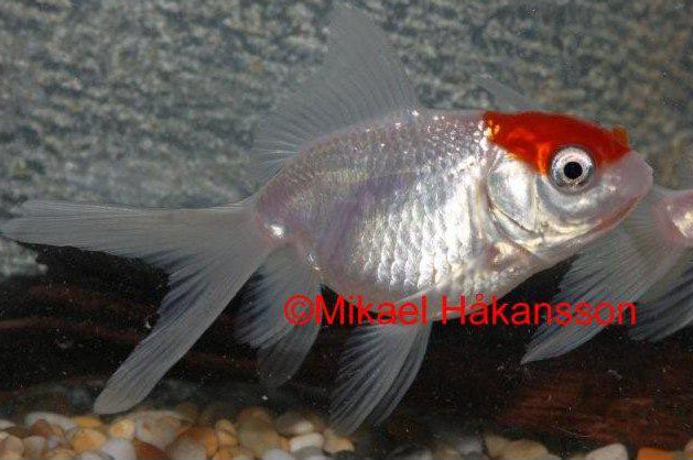 kultakala huntuevä pipopää redcap hinta