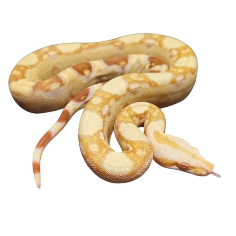 Boa constrictor kuningasboa
Kuoriutunut: 2024
Värimuoto: Albino Jungle
Hinta: 380