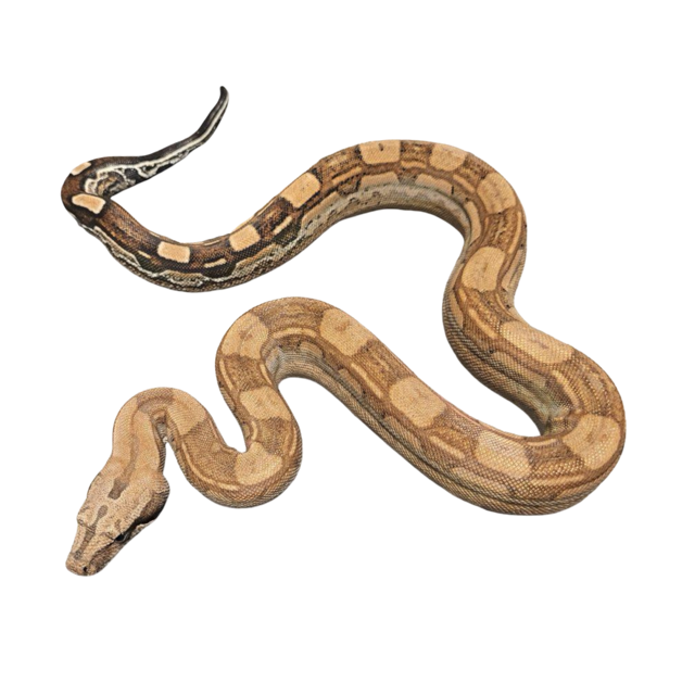 Kuningasboa normaali hoito ohje hinta poikasia myydään boa constrictor