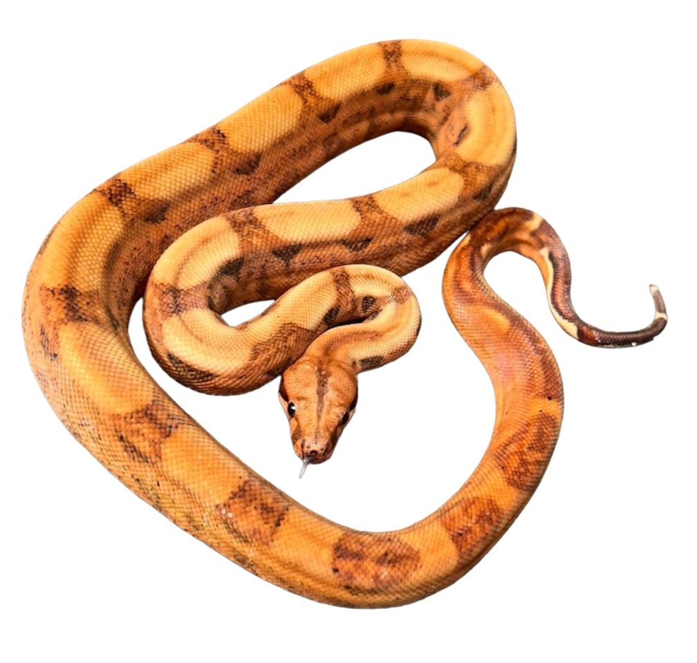 kuningasboa Boa constrictor värimuodot hoito ohjeet hypo blood poikasia koiras