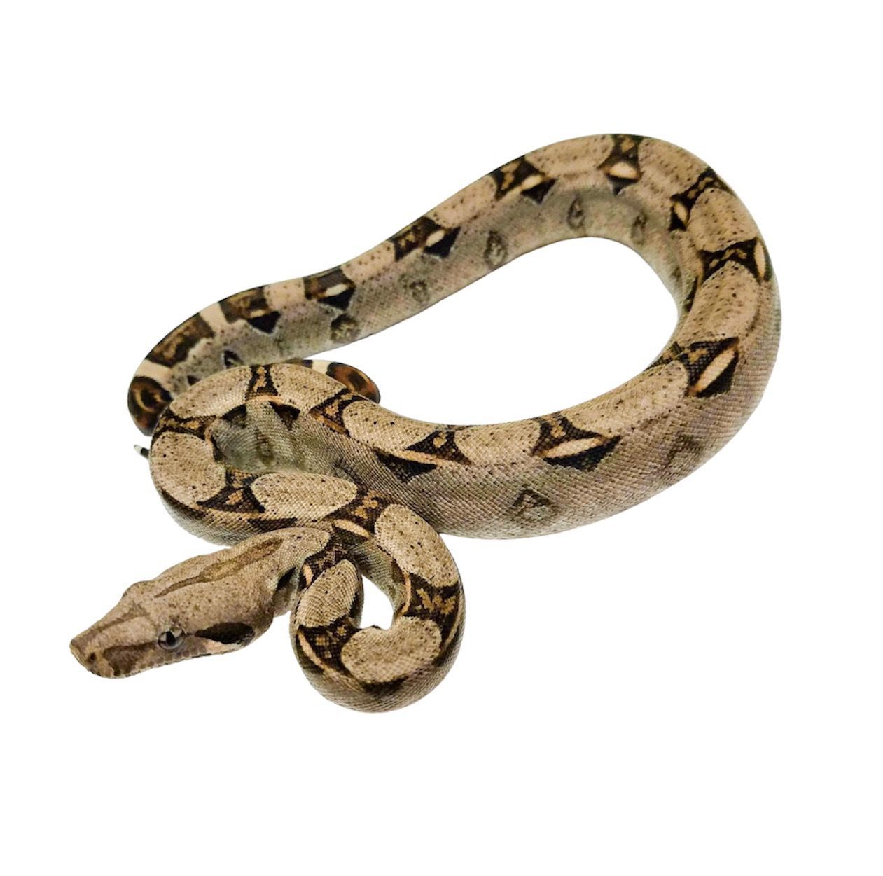 Kuningasboa normaali hoito ohje hinta poikasia myydään 