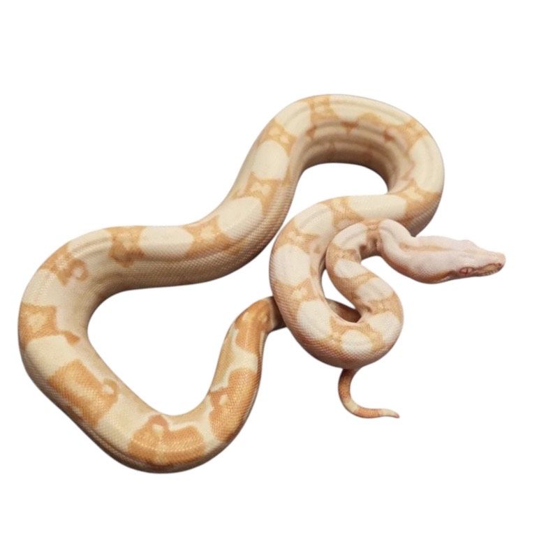 Kuningasboa normaali hoito ohje hinta poikasia myydään boa constrictor sunglow