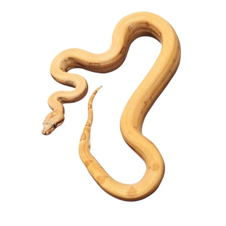 Kuningasboa Boa constrictor
Kuoriutunut: 2024
Värimuoto: Sunset Hinta Hoito-ohje