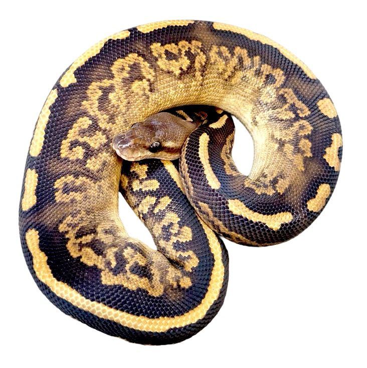 kuningaspyton pyton poikanen myydään black head hoito ohje