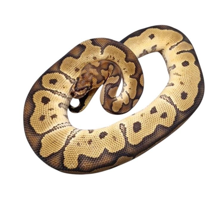 kuningaspyton clownpori poikanen myydään suomesta kasvattaja pyton regius hoito terraario