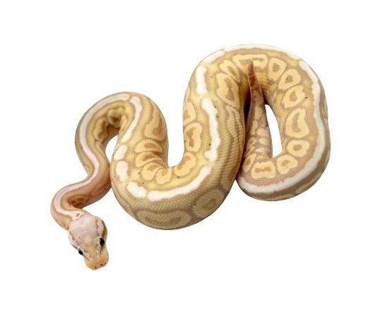 kuningaspyton black pastel banana poikanen myydään kasvattaja hoito ohjeet