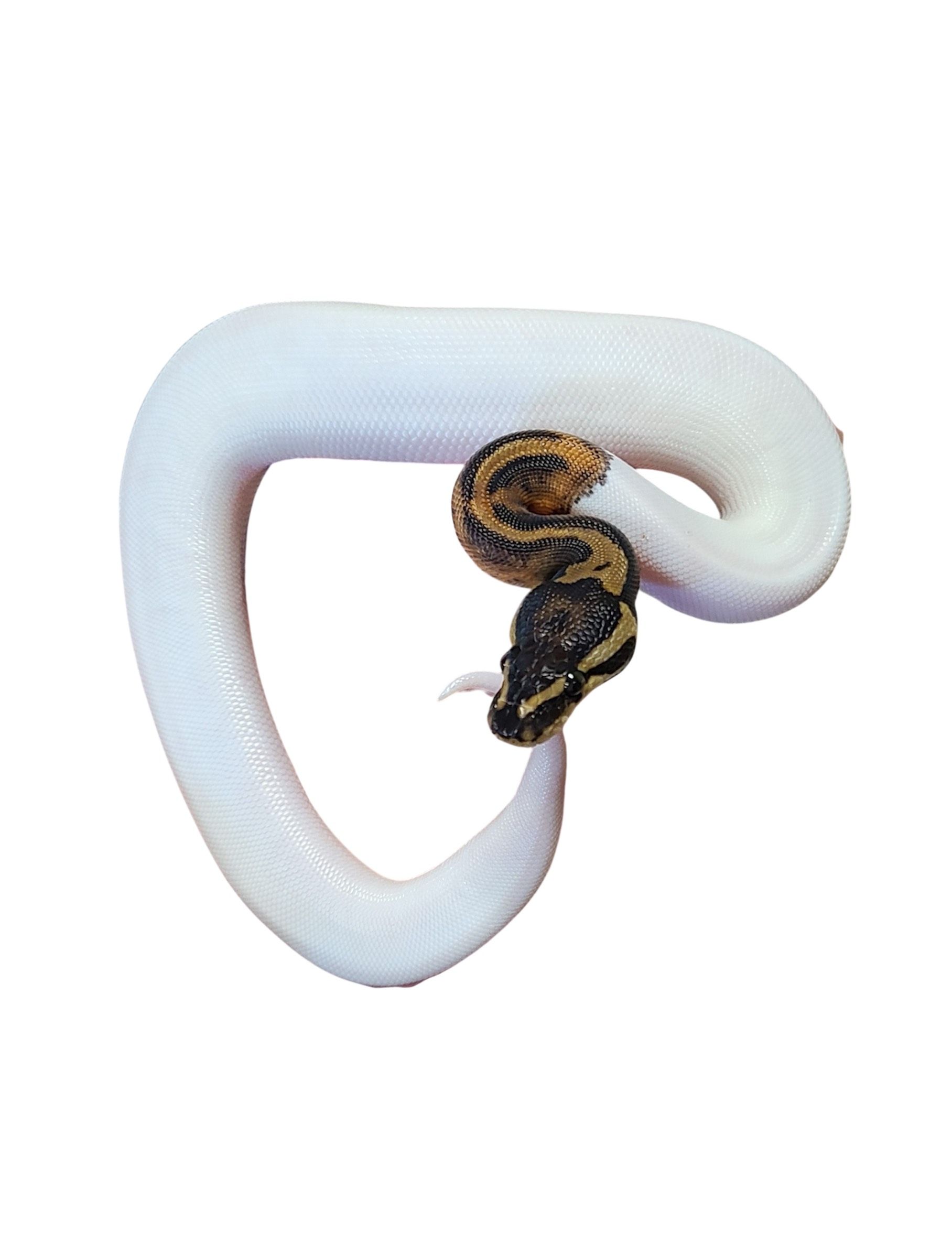 kuningaspyton python regius pied super white poikanen