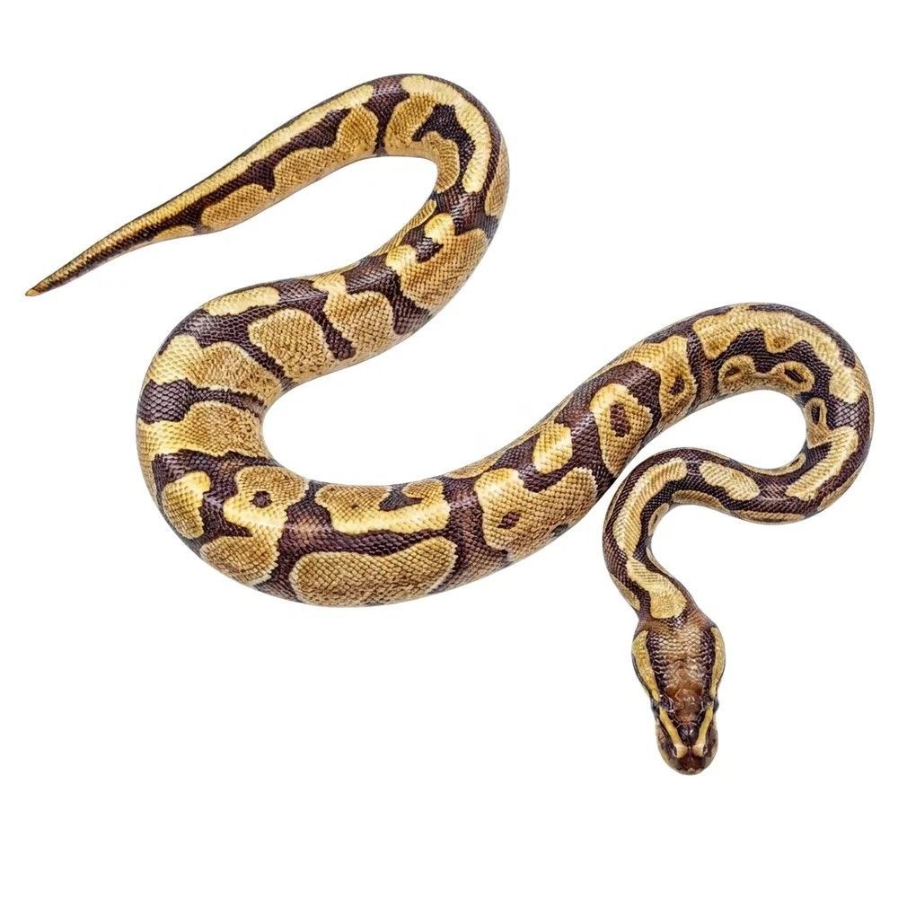 kuningaspyton python regius poikasia pallopyton enchi hoito terraario
