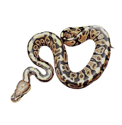 kuningaspyton yellow belly poikasia