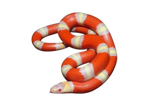 Lampropeltis triangulum hondurensis maitokäärme albino Hondurasin maitokäärme