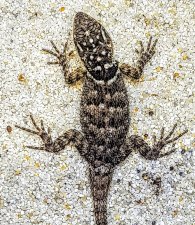 Sceloporus cianogemis