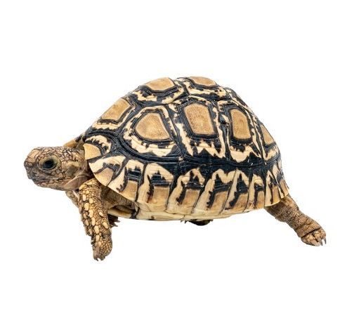 maakilpikonna pori myydään kilpikonna kilpikonnia leopardikilpikonna hoito