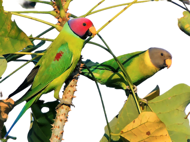 luumupääkaija Psittacula cyanocephala  Pariskunta! Hinta: 480€ /pariskunta