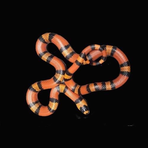 Lampropeltis triangulum hondurensis käärme aloittelijalle maitokäärme 