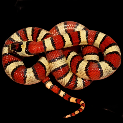 Lampropeltis leonis