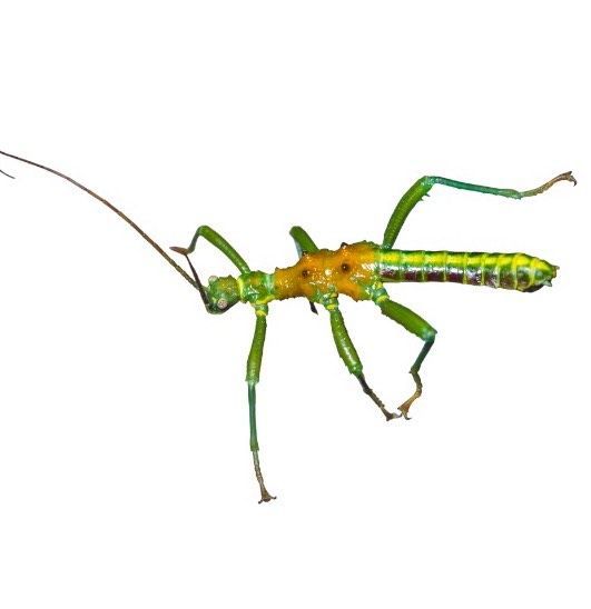 Mearnsiana bullosa metallic