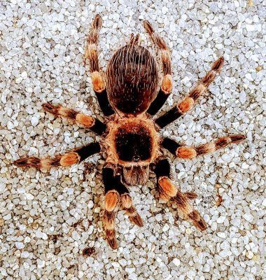 Brachypelma smithi Meksikonpunapolvitarantula