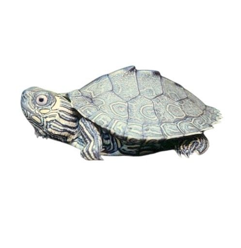 The Mississippi map turtle (Graptemys pseudogeographica kohni) Missisipinkarttakilpikonna suokilpikonna vesikilpikonna