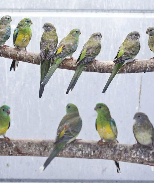 savanninparatiisikaija