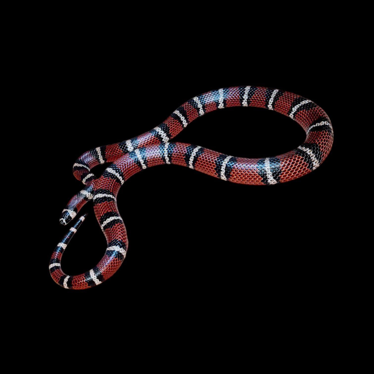 Lampropeltis triangulum hondurensis Hondurasinmaitokäärme