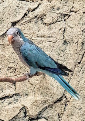 munkkiaratti sininen