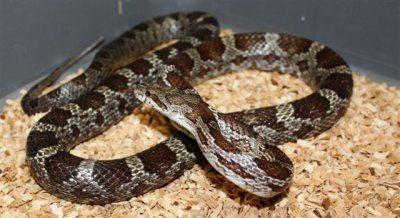 musta rottakäärme Pantherophis o. obsoletus pori käärmeet myydään eläinkauppa