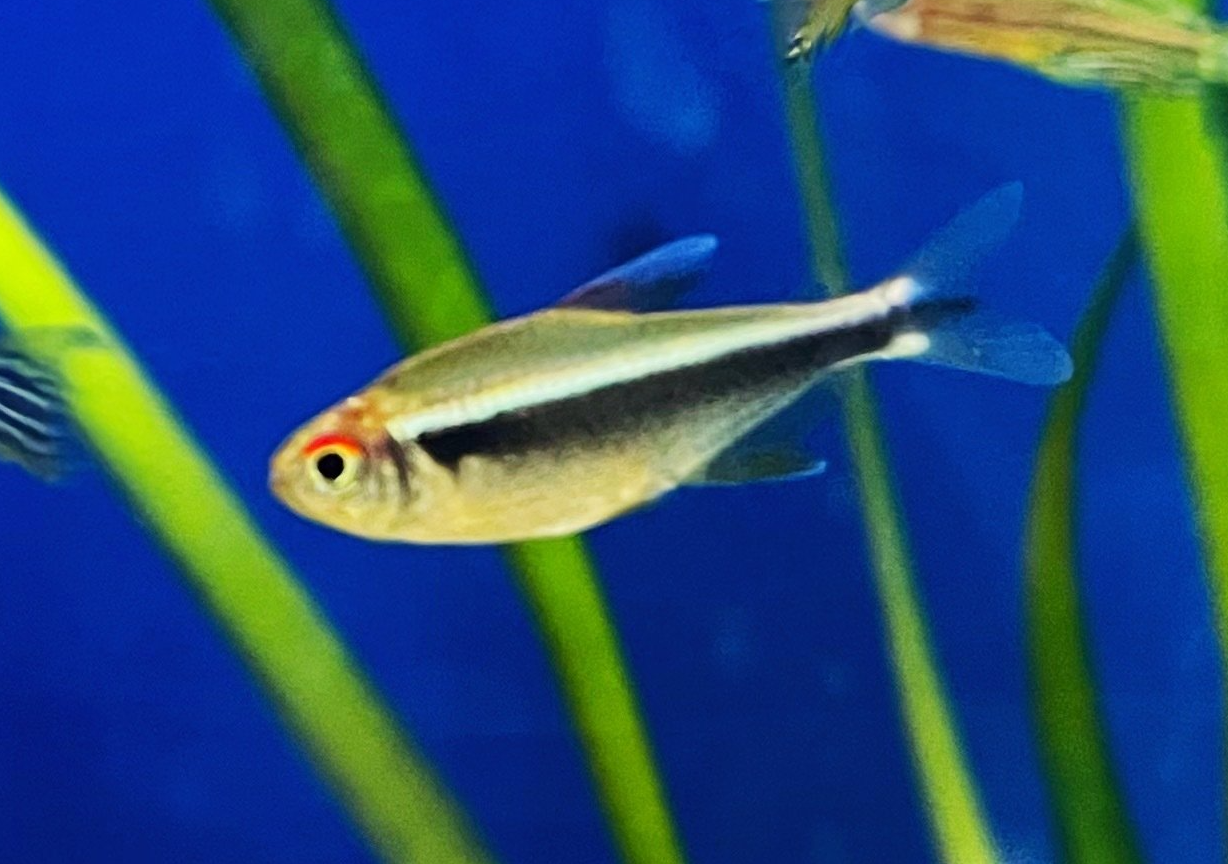 mustaneontetra