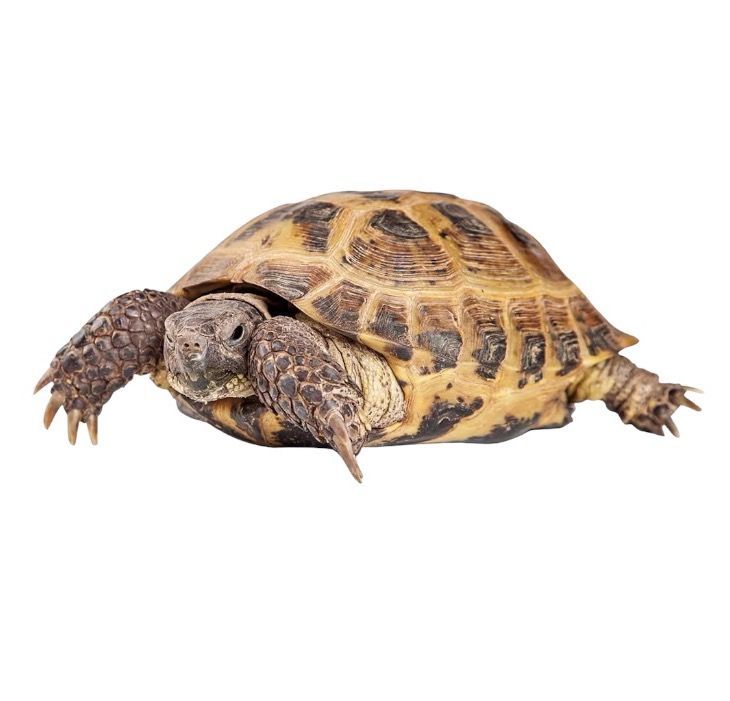 Nelivarvaskilpikonna Testudo horsfieldii hinta pori maakilpikonna myydään hoito ohje