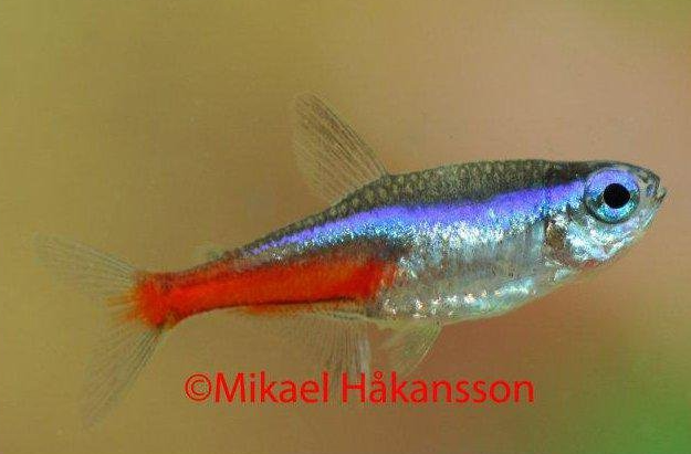 neontetra