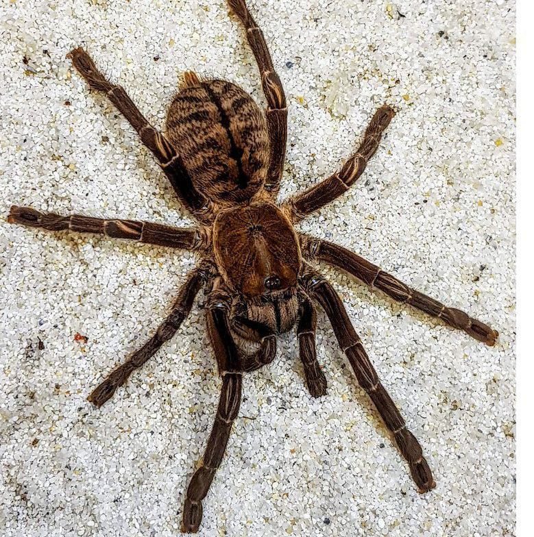 Cyriopagopus paganus tarantula hämähäkki lintuhämähäkki pori turku tampere helsinki