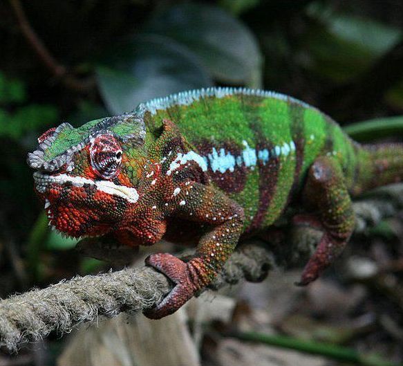 pantterikameleontti Furcifer pardalis hoito terraario matelijat eläinkauppa pori myydään kameleontti 