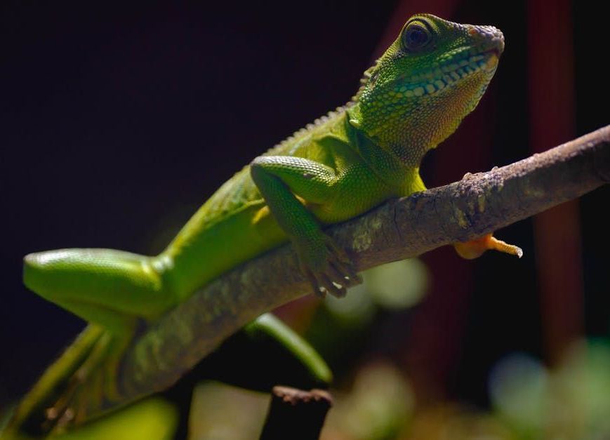 iguaani vihreä leguaani iguana iguana myydään